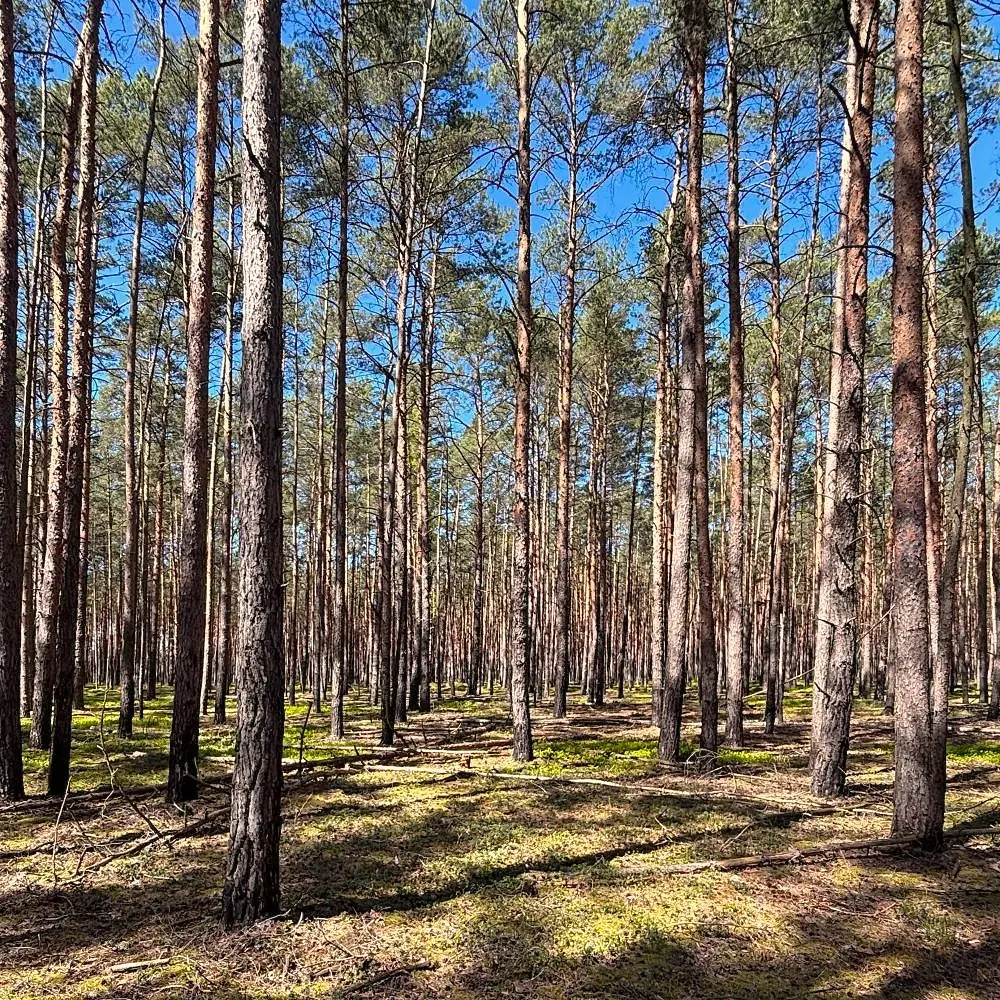 Wald als Symbol für Naturholz und nachhaltiges IKEA KURA Zubehör